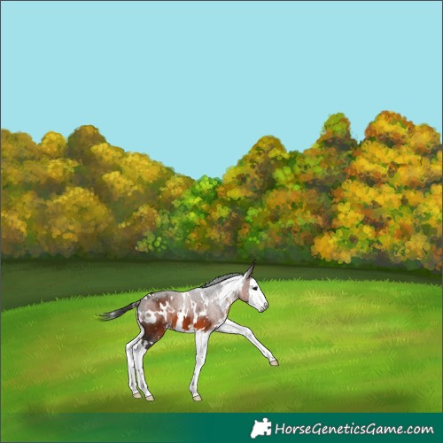 Horse Color:Gray White Spotted Bay Sabino Splash 