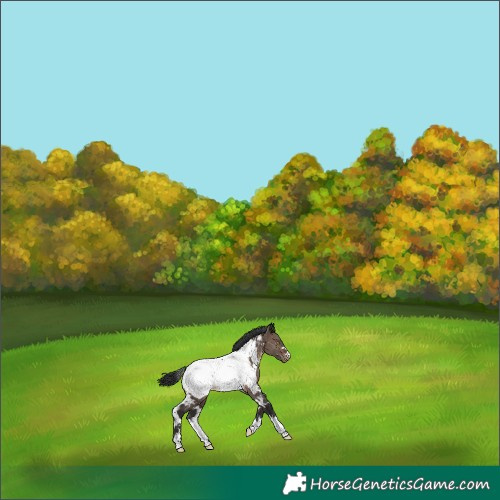 Horse Color:White Spotted Brown Dun Near Fewspot 