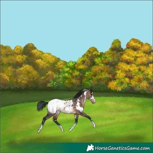 Horse Color:White Spotted Brown Dun Snowcap 