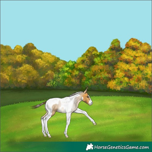 Horse Color:Buckskin Tobiano Varnish 