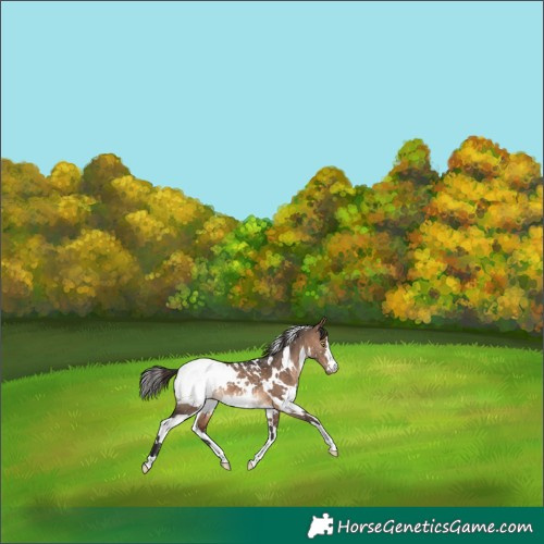 Horse Color:White Spotted Brown Dun Snowcap