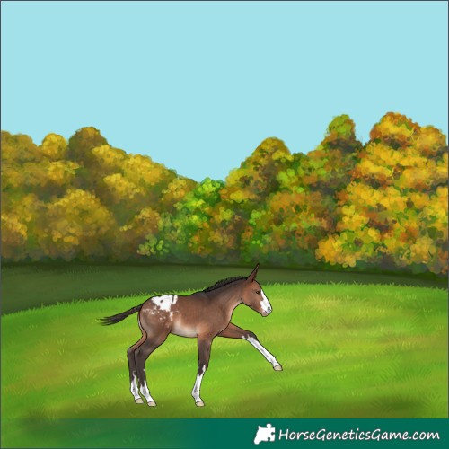 Horse Color:Bay Appaloosa 