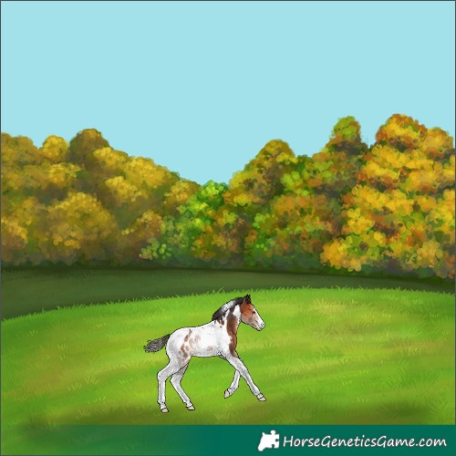 Horse Color:Bay Tobiano Appaloosa 