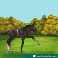 Horse Color:Powder White Gray Bay 