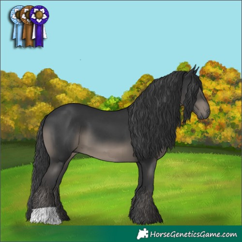 Horse Color:Black 