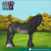 Horse Color:Black 