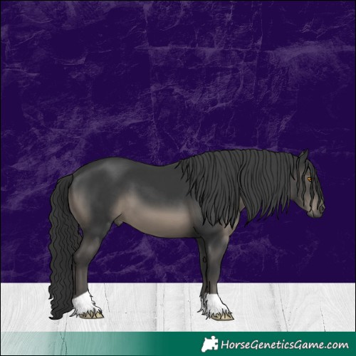 Horse Color:Black 