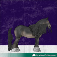 Horse Color:Black 