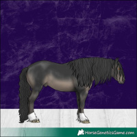 Horse Color:Black 