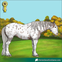 Horse Color:Silver Brown Roan Splash Near Leopard Rabicano 
