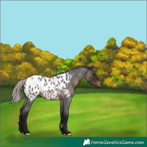 Horse Color:Gray Silver Brown Roan Blanket Rabicano 