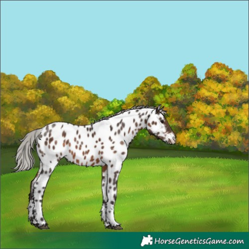Horse Color:Silver Brown Tobiano Near Leopard Rabicano 