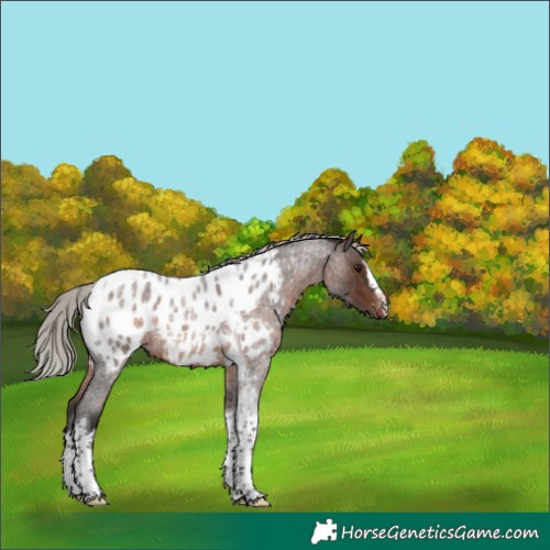 Horse Color:Silver Brown Roan Splash Tobiano Appaloosa Rabicano 
