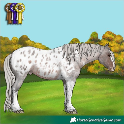 Horse Color:Silver Brown Roan Splash Tobiano Appaloosa Rabicano 