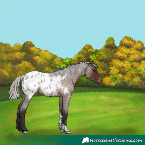 Horse Color:Silver Brown Roan Tobiano Blanket Rabicano 