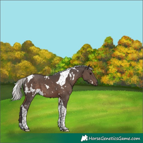 Horse Color:White Spotted Silver Black Tobiano 
