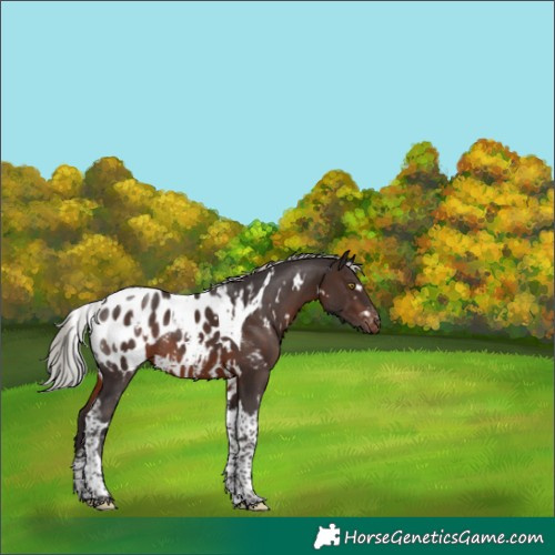 Horse Color:White Spotted Silver Brown Tobiano Blanket Rabicano 