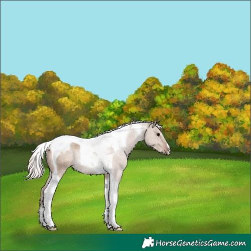 Horse Color:Silver Grullo Tobiano Rabicano 
