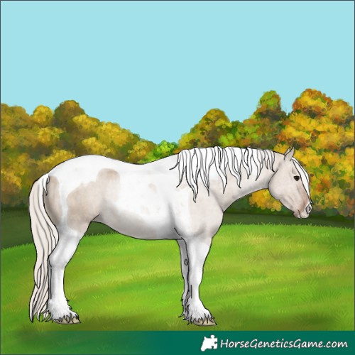 Horse Color:Silver Grullo Tobiano Rabicano 