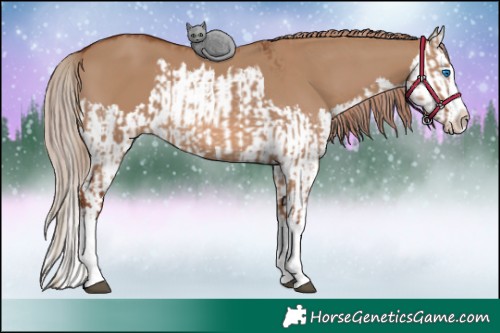Horse Color:Red Dun Splash and Red Dun Splash
