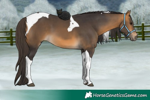 Horse Color:Buckskin Tobiano 