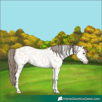 Horse Color:Buckskin Near Leopard