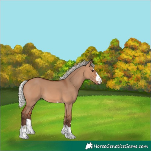 Horse Color:Silver Bay Dun 