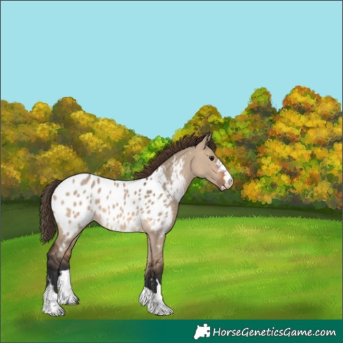 Horse Color:Brown Dun Near Leopard 