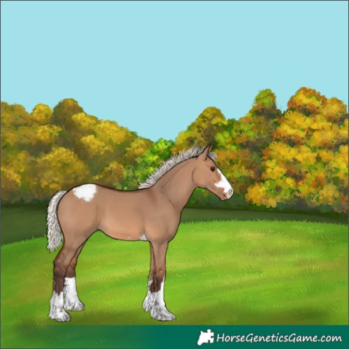 Horse Color:Silver Brown Dun Snowcap 