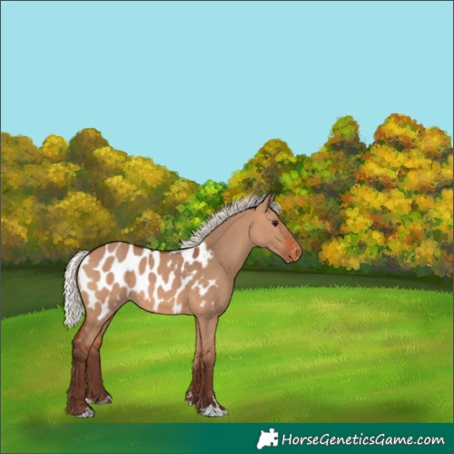 Horse Color:Silver Bay Dun Near Leopard 