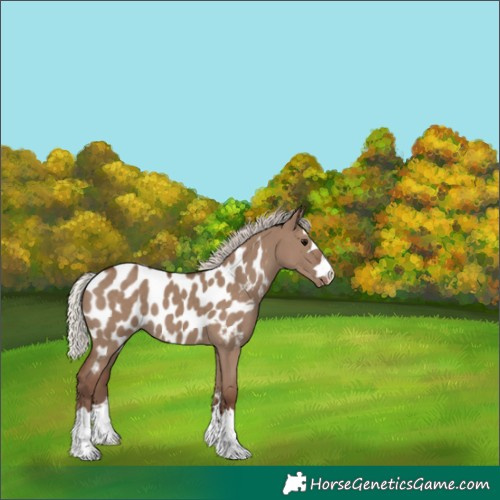 Horse Color:Silver Grullo Appaloosa 