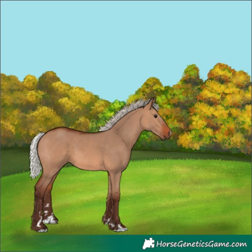 Horse Color:Silver Brown Dun 