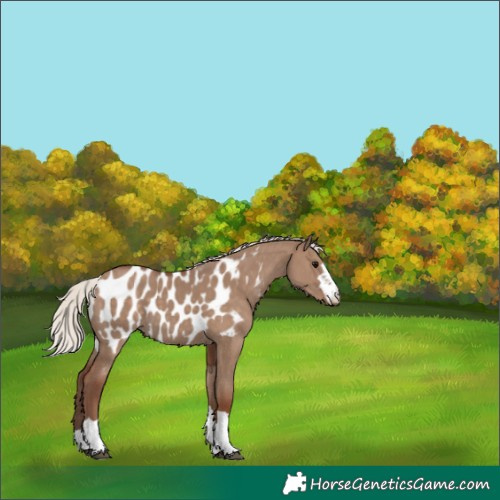 Horse Color:Silver Grullo Appaloosa 