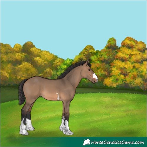Horse Color:Brown Dun 