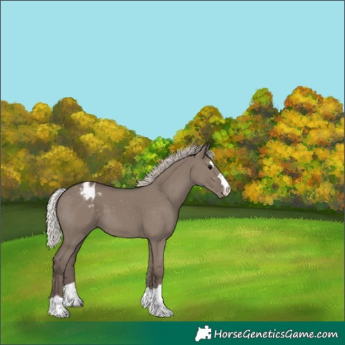 Horse Color:Silver Grullo Appaloosa 