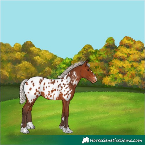 Horse Color:Silver Brown Appaloosa 