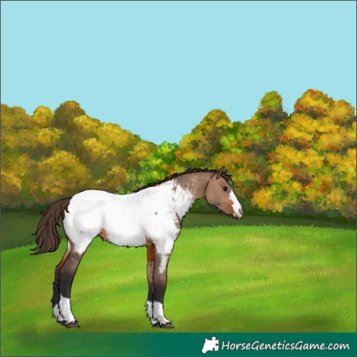 Horse Color:Brown Dun Near Fewspot 