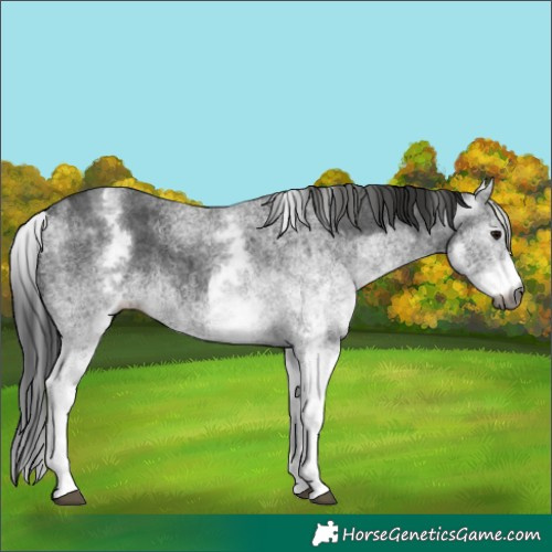 Horse Color:Gray White Spotted Black  and Gray White Spotted Black 