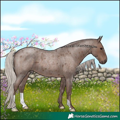 Horse Color:Silver Blue Roan 