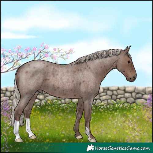 Horse Color:Silver Blue Roan