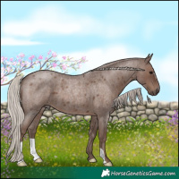 Horse Color:Silver Blue Roan 