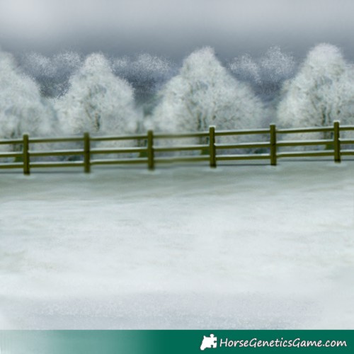 Horse Color:Silver Grullo Roan 