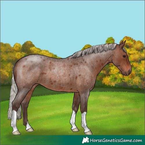 Horse Color:Silver Brown Roan 