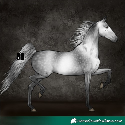 Horse Color:Gray Black 
