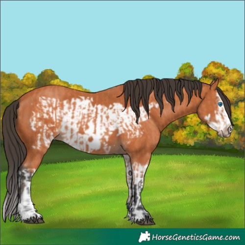Horse Color:Bay Splash Frame  and Bay Splash Frame 