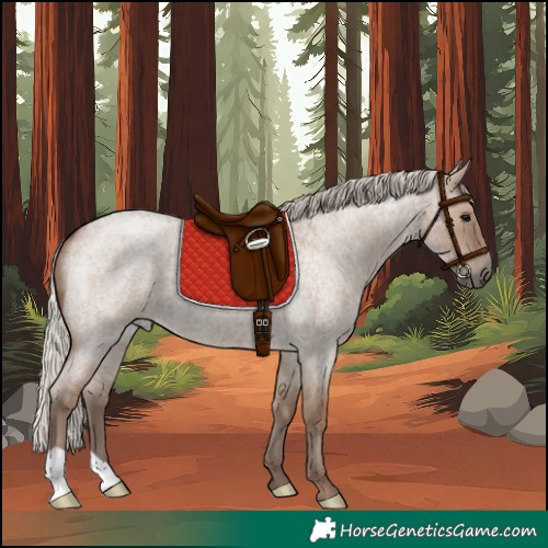 Horse Color:Silver Grullo Roan 