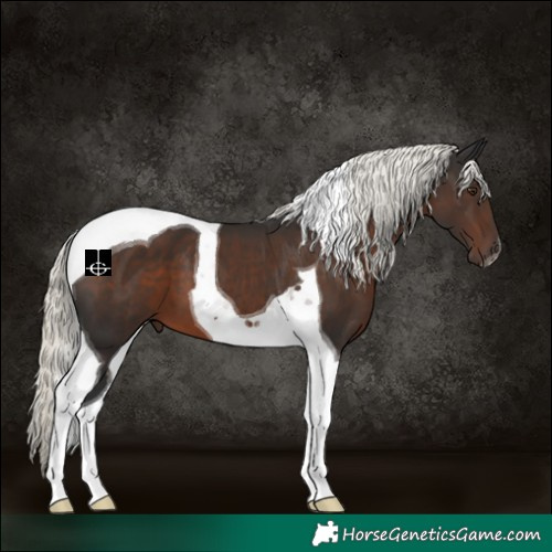 Horse Color:Liver Chestnut Mushroom Tobiano 