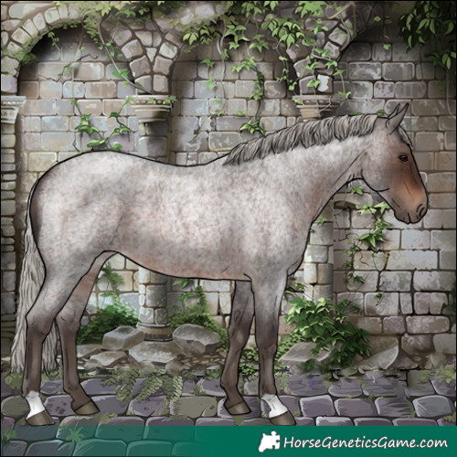 Horse Color:Silver Brown Roan 