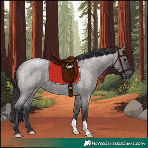 Horse Color:Grullo Roan 