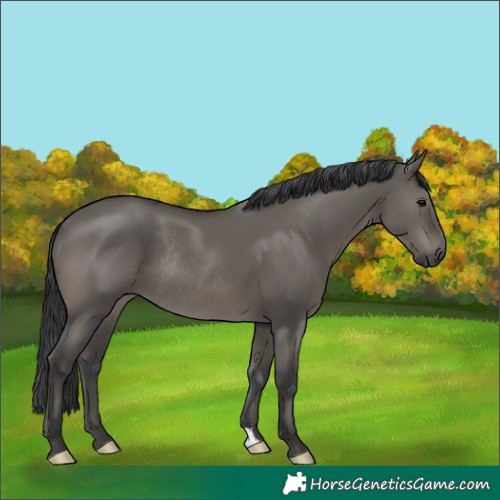 Horse Color:Grullo Rabicano 